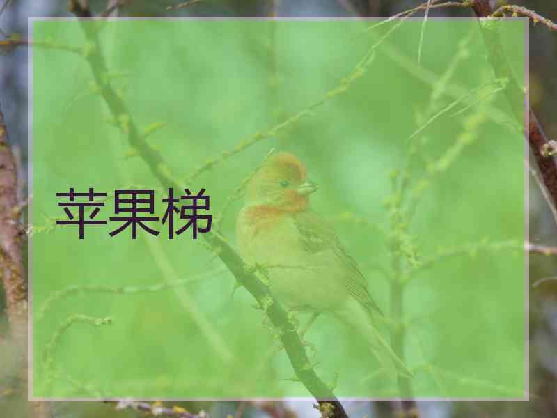 苹果梯