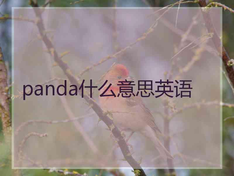 panda什么意思英语